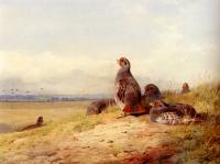 Thorburn, Archibald - Red Partridges